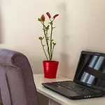 Urban Apartman *